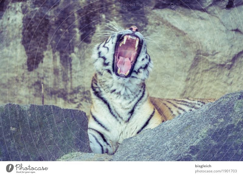 müde? Ruhestand Feierabend Tier Wildtier Tiger 1 Stein liegen exotisch gelb grau Müdigkeit gähnen Farbfoto Außenaufnahme Menschenleer Tag