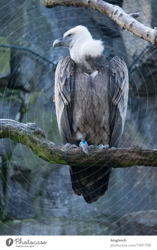 Geier Tier Vogel 1 Blick sitzen blau grau achtsam Wachsamkeit Farbfoto Außenaufnahme Menschenleer Tag