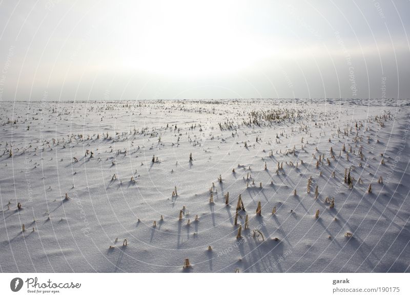 winter.zeit Erde Himmel Sonnenlicht Winter Schnee Feld Farbfoto Außenaufnahme Menschenleer Tag