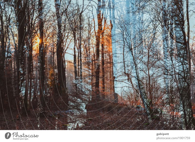 Waldwischwasch mit Turm Natur Landschaft Winter Wetter Schönes Wetter verrückt blau braun Stimmung Lebensfreude Stress verstört Doppelbelichtung durcheinander