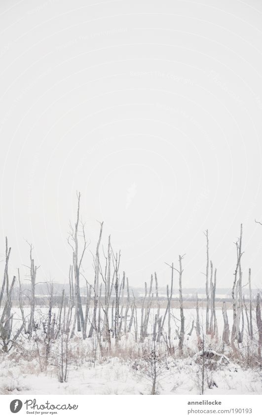 eisiges Moor Ausflug Ferne Umwelt Natur Landschaft Urelemente Wasser Winter Klima Klimawandel Wetter Nebel Eis Frost Schnee Baum Ast Sumpf einfach kalt weiß