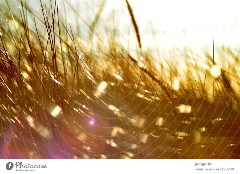 Gras Umwelt Natur Pflanze Sonne Sonnenlicht Klima Wind Sturm Küste Strand Ostsee Bewegung glänzend leuchten Wachstum hell Idylle Stimmung Farbfoto Außenaufnahme