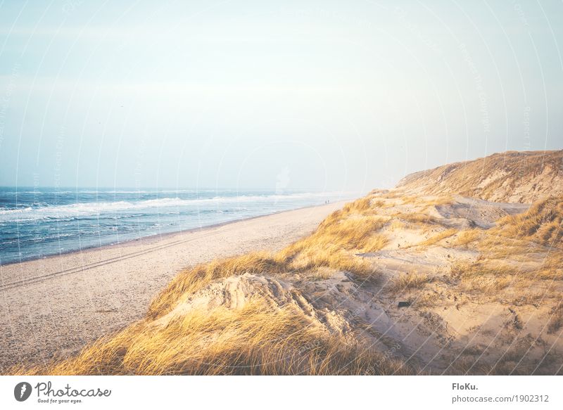 Dänische Nordseeküste Ferien & Urlaub & Reisen Tourismus Ferne Freiheit Sommerurlaub Strand Meer Wellen Umwelt Natur Landschaft Sand Wasser Himmel Horizont