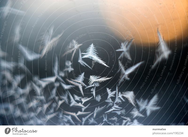 Eisvogelschwarm Kunst Natur Landschaft Pflanze Himmel Horizont Sonnenaufgang Sonnenuntergang Klima Frost Vogel Flügel Schwarm Ornament Kreuz entdecken fliegen