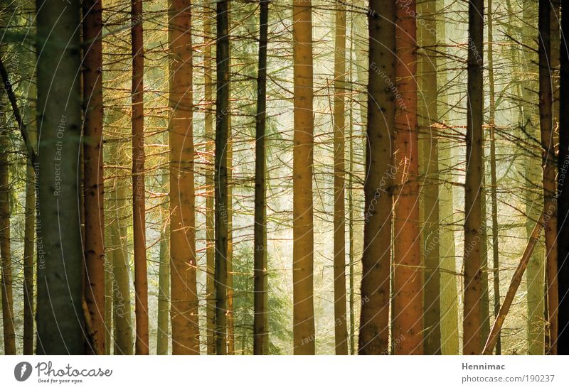 Zwischentöne. Natur Winter Nebel Baum Wald Holz Linie Wachstum Duft lang dünn braun gelb gold grün ruhig Energie Farbe Klima Ferne stagnierend Umwelt