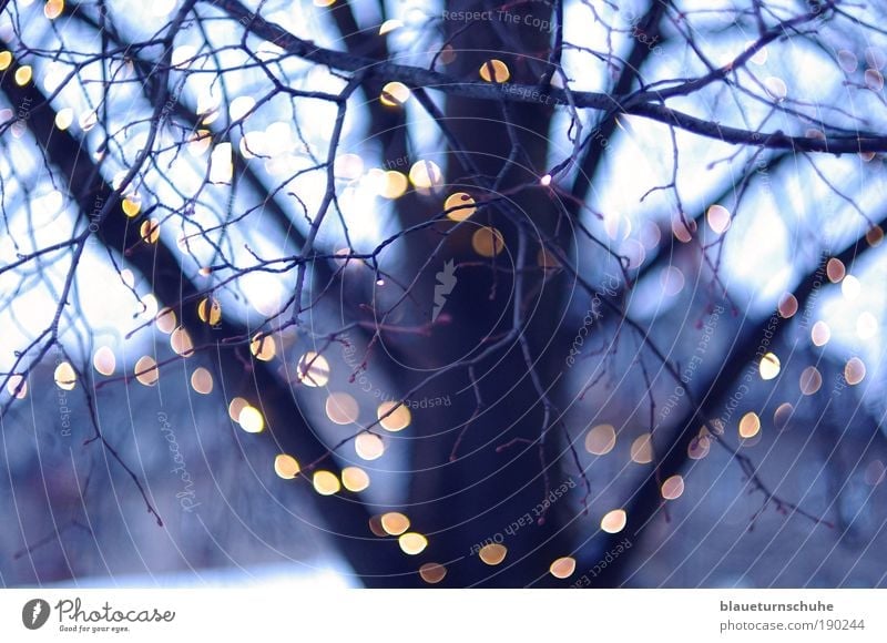 Lichterkette Winter Pflanze Baum kalt Baumstamm Baumkrone Ast Zweige u. Äste Unschärfe Abend Farbfoto Außenaufnahme Menschenleer Dämmerung