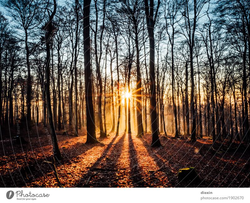 Schöner Schein Ausflug wandern Umwelt Natur Landschaft Pflanze Sonne Sonnenaufgang Sonnenuntergang Sonnenlicht Schönes Wetter Wald Berge u. Gebirge Pfälzerwald
