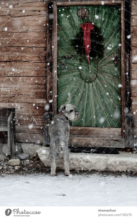 Hundekälte Haus Winter Klima Wetter Eis Frost Schnee Schneefall Dorf Hütte Tür Fußmatte Haustier 1 Tier frieren warten kalt Mitgefühl Heimweh Enttäuschung