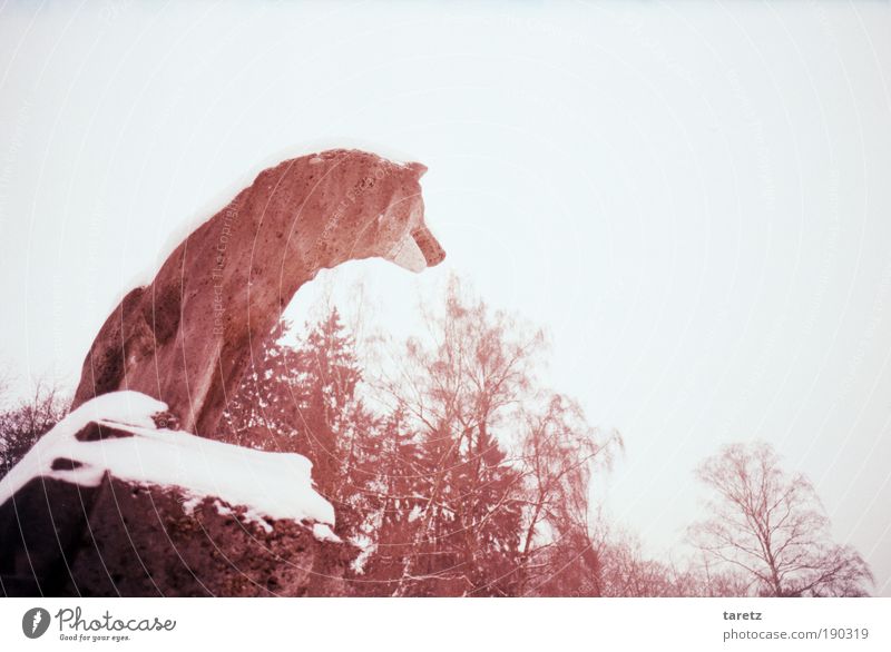 Wolf im Schafspelz Schnee Baum Aachen Stadtrand Statue Hangeweiher 1 Tier rot hart kalt Stein Aussicht Wachsamkeit warten Stillleben Suche Einsamkeit Sehnsucht