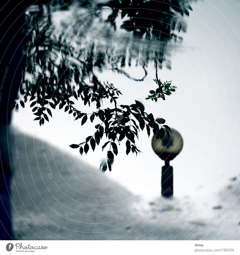 Leichte Brise im Hinterhof Pfütze Außenaufnahme verstecken Baum Blatt Wellengang Lampe Straßenbeleuchtung nass Wege & Pfade Asphalt Wasser Unschärfe Blick