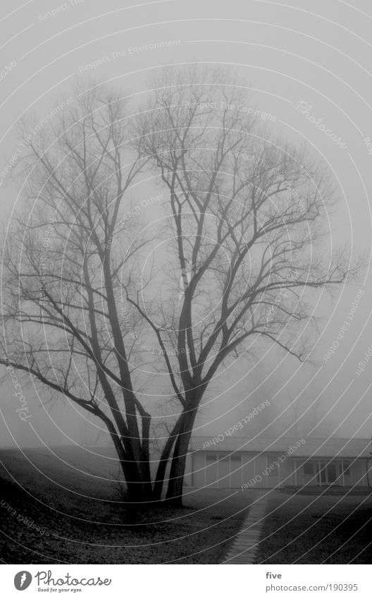 er wacht. Natur Baum Wiese dunkel einfach frei kalt nass schwarz Stimmung Traurigkeit Müdigkeit Gebäude Winter Schwarzweißfoto Außenaufnahme Morgen