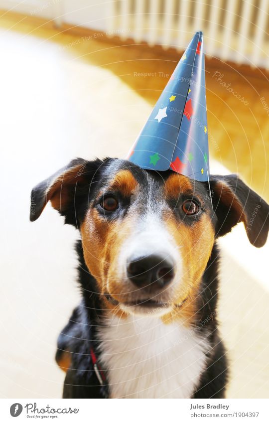 Partydog Freude Feste & Feiern Geburtstag Hut Tier Hund Tiergesicht 1 Blick braun mehrfarbig schwarz weiß Neugier Farbfoto Innenaufnahme Tierporträt