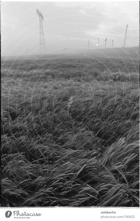 Getreide unter Hochspannung Feld Kornfeld Wellen Wind wehen Hochspannungsleitung Kabel Strommast Leitung Elektrizität Energiewirtschaft Erneuerbare Energie