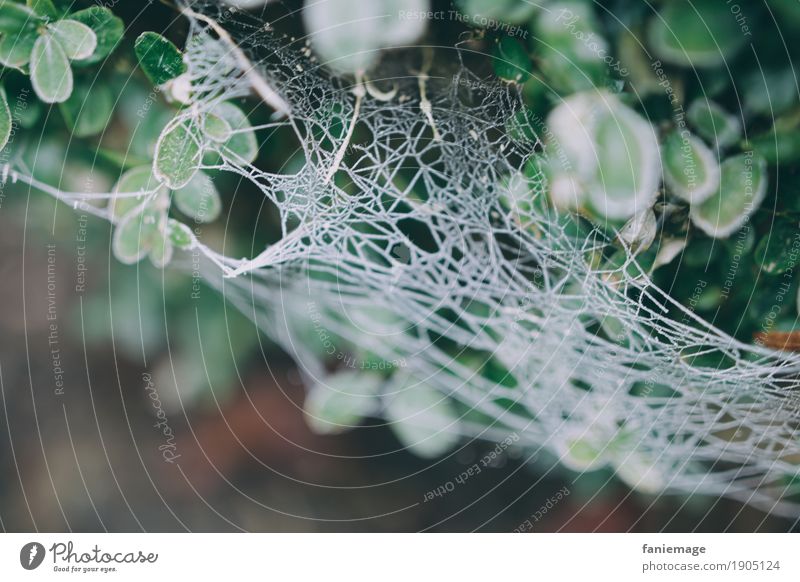 Spinnennetz Umwelt Natur ästhetisch Netz Frost Eis Schneefall Raureif Sträucher Buchsbaum durcheinander Nähgarn kalt Winter grün weiß Unschärfe gruselig