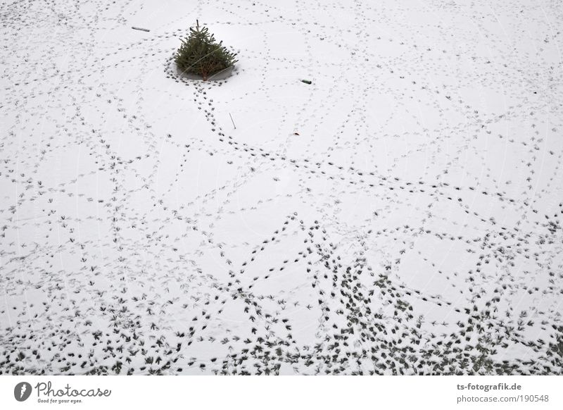 Tanz die Tanne Weihnachtsbaum Wasser Eis Frost Schnee Seeufer Teich Schneespur Fußspur Tanzen Suche Sucher Fährte Möwe Enten Entenvögel Navigation Zeichen