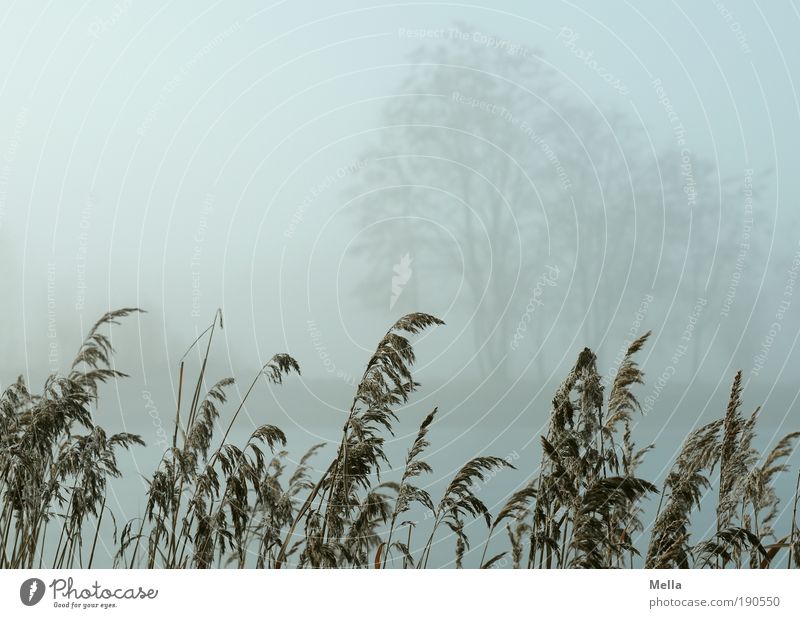 Sichtweite unter 100 m Umwelt Natur Landschaft Pflanze Herbst Winter Klima Klimawandel Wetter Nebel Baum Gras Park Seeufer Teich natürlich grau Idylle Pause