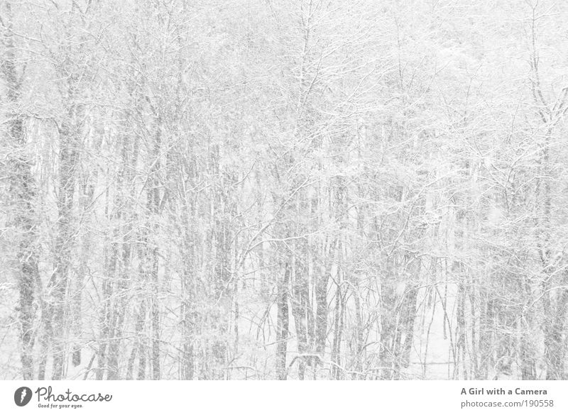 Why is our winter so white? Natur Landschaft Urelemente Wolken Winter Schnee Schneefall Baum Wald Hügel Menschenleer Unendlichkeit hell nass natürlich trist