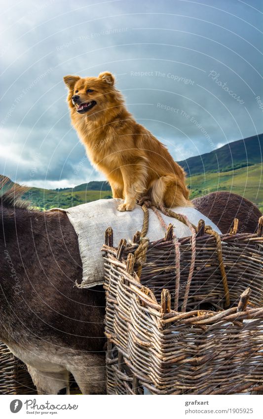 Hund sitzt am Rücken eines Esels in Irland Tier sitzen hoch oben tragen Reiten Haustier Reisefotografie Aussicht Freude lustig Team süß Vorgesetzter Pferd