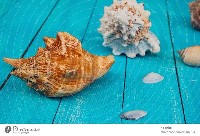 Muscheln auf einem blauen hölzernen Hintergrund schön Ferien & Urlaub & Reisen Sommer Meer Natur Holz natürlich tropisch Entwurf Schiffsplanken Panzer marin