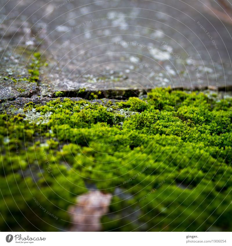 Sauerländer Moos Umwelt Natur Pflanze grau grün Bodenplatten Beton Unschärfe Tiefenschärfe gesprengelt Fleck Riss bewachsen Teilung Wildpflanze Synonym dunkel