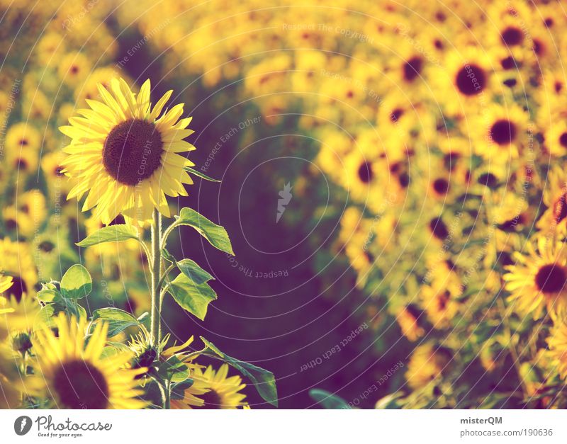 Field of Dreams. Natur Landschaft ästhetisch Umwelt Umweltschutz Sommer Feld Sonnenblume Sonnenblumenkern Sonnenblumenöl Sonnenblumenfeld viele sommerlich