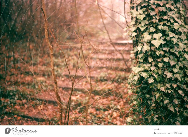 Herbst Natur Nebel Pflanze Baum Efeu Park Aachen Treppe alt braun grün rot ruhig Einsamkeit Surrealismus Vergänglichkeit Wege & Pfade fantastisch sanft Verhext