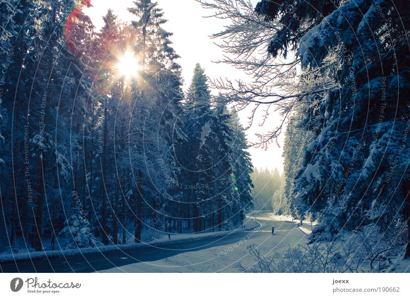 Weg frei Natur Himmel Winter Schnee Baum Wald Verkehrswege Straße Geschwindigkeit Sicherheit S-Kurve Schneelandschaft Nadelwald geräumt freie Fahrt Farbfoto