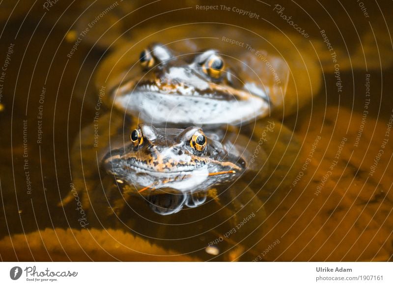 Kröten im Teich Natur Tier Wasser Frühling Sommer Seeufer Wildtier Frosch Tiergesicht Amphibie Auge Sexualität Fortpflanzung 2 Tierpaar Schwimmen & Baden