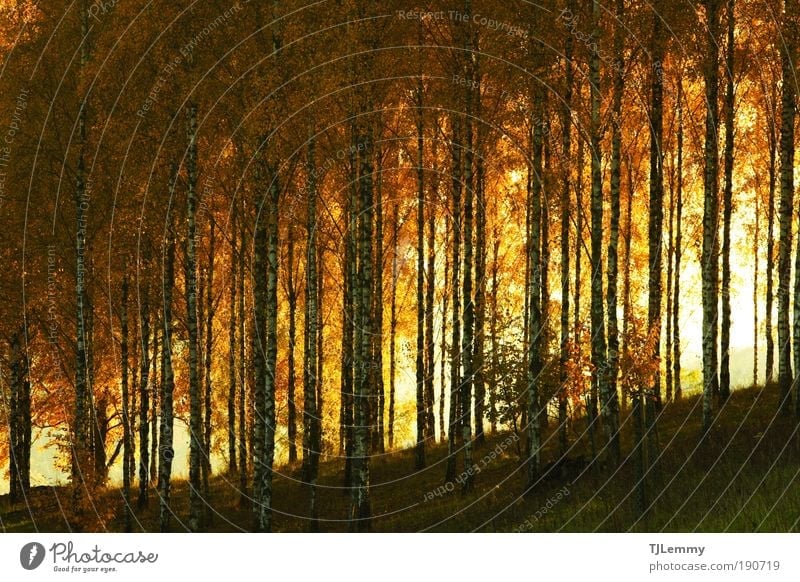 Birkenwald Natur Herbst Baum ruhig Stimmung Umweltschutz Liliental Kaiserstuhl Ihringen Wald herbstlich Indian Summer Eindruck Landschaft Nationalpark Tourismus