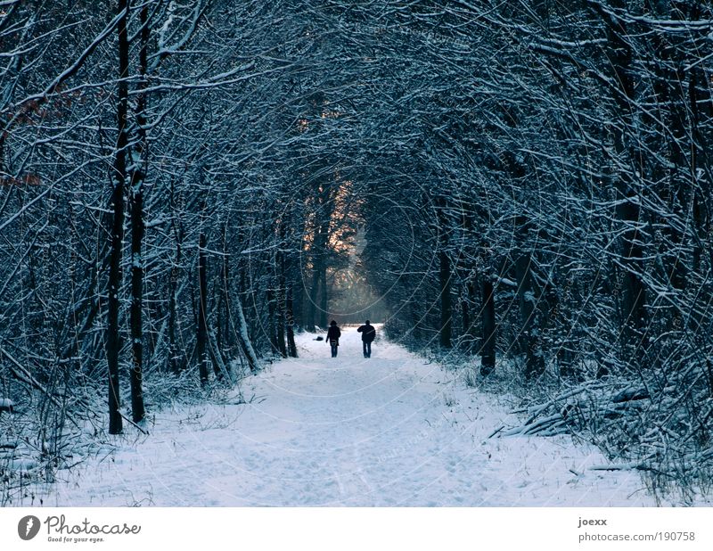Verbeugung Leben Ausflug Winter Schnee Winterurlaub Mann Erwachsene Paar Partner Natur Eis Frost Wald gehen genießen kalt Spaziergang Fußweg Licht Ast