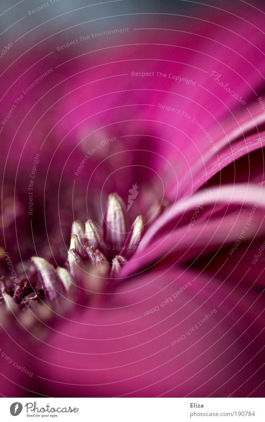 Spitzbuben Natur Pflanze Blume ästhetisch schön Gerbera rosa Blüte Blütenblatt Einblick geschwungen schwungvoll Dynamik bläulich kalt Innenaufnahme Nahaufnahme