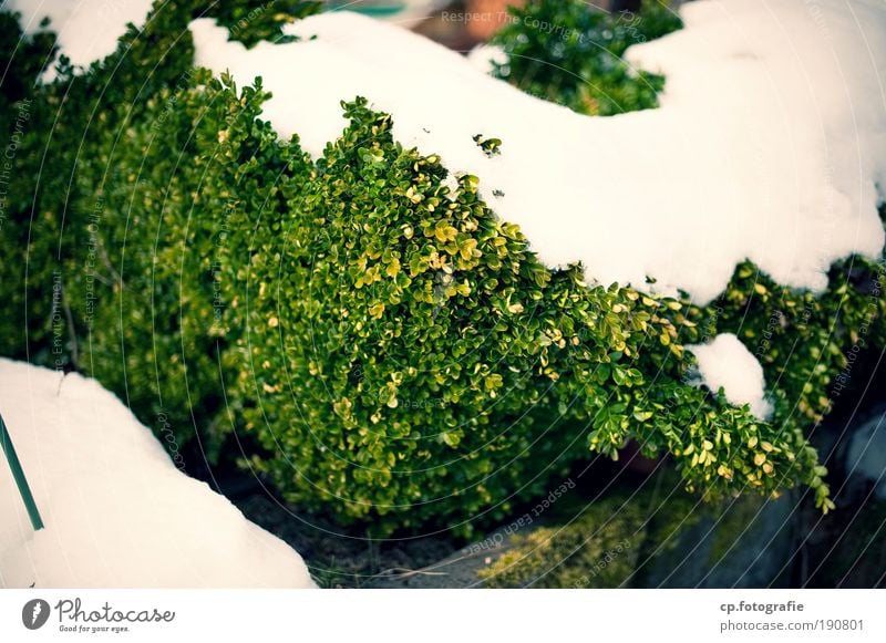 George W. Busch Winter Schnee Natur Sträucher Grünpflanze buschig Außenaufnahme