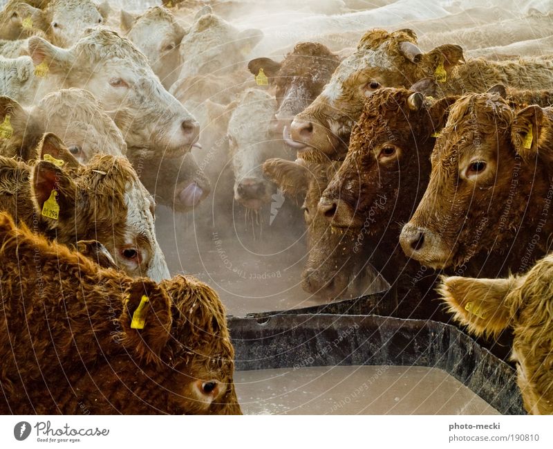 Schlemmerparty Tier Nutztier Kuh Tiergruppe Herde Fressen füttern genießen außergewöhnlich dreckig Zusammensein Glück nass rebellisch schleimig wild braun gelb