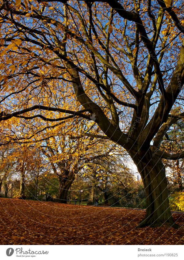 bunt getrieben Umwelt Natur Landschaft Pflanze Erde Sonne Sonnenlicht Herbst Schönes Wetter Baum Blatt Park Wald Glasgow Schottland Europa Freundlichkeit hell