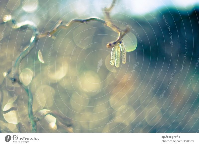 nach dem Regen Natur Pflanze Wassertropfen Sonne Winter Sträucher Grünpflanze Birke genießen frisch nass natürlich Hoffnung Außenaufnahme