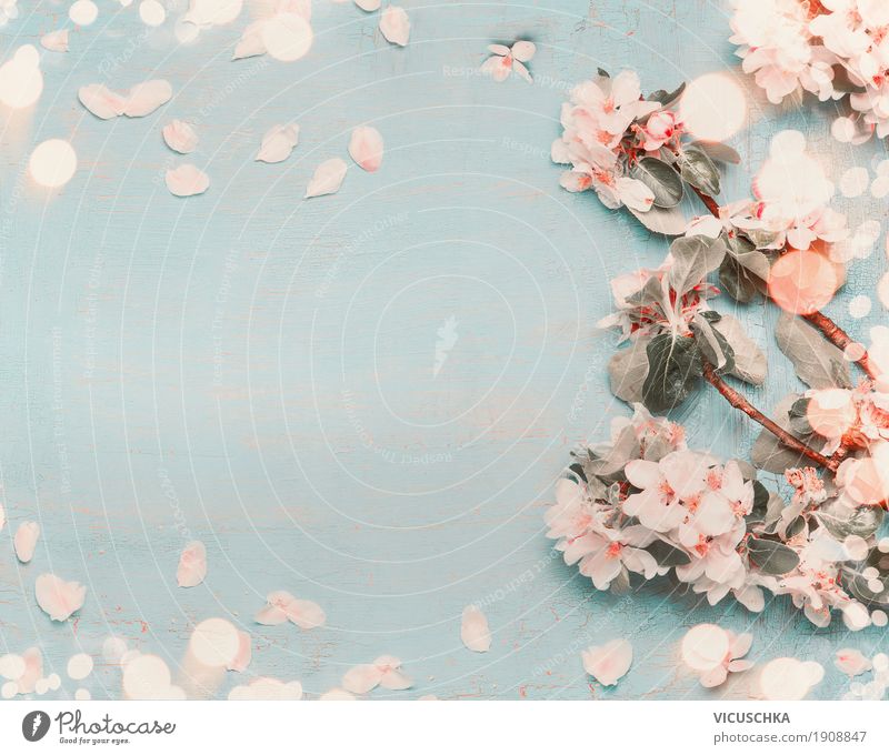 Hübsche Frühlingsblüten auf hellblauem Hintergrund Stil Design Sommer Dekoration & Verzierung Feste & Feiern Natur Pflanze Blume Blüte Garten Blühend Duft April
