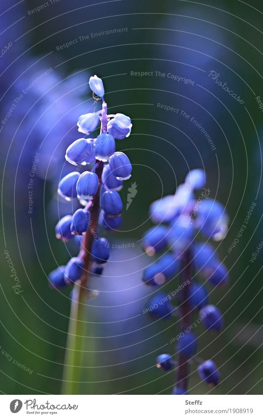 Muscari im Frühlingsgarten Traubenhyazinthe Hyazinthe Perlhyazinthe Frühlingsblumen blaue Blüten schönes Licht blühende Frühlingsblume feine Blüten
