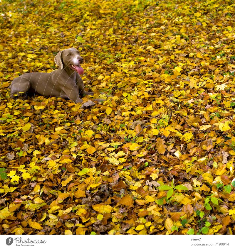 900 Blätter und ein Hund Natur Herbst Park Tier Haustier Tiergesicht 1 außergewöhnlich authentisch einfach elegant groß braun Glück Zufriedenheit geduldig