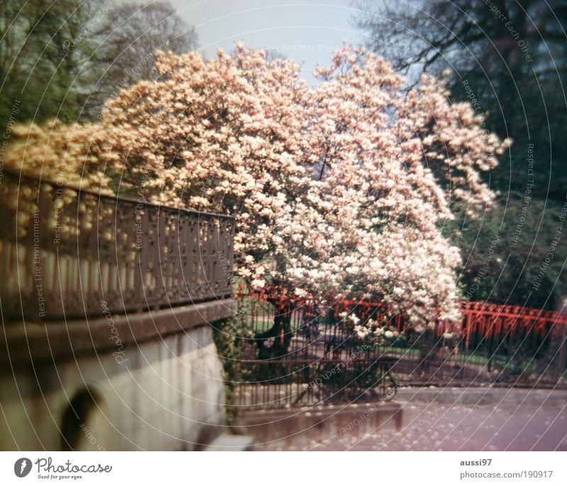 Alone in Kyoto Baum Blühend Kirschblüten Park Kurpark Zaun Geländer Brückengeländer rot Japan Asien liquide
