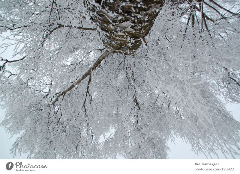 ich guck in die luft Umwelt Natur Wolken Winter Klima Eis Frost Pflanze Baum Ast Zweige u. Äste Schneelast weiß Park frieren groß kalt braun grau schwarz Stress