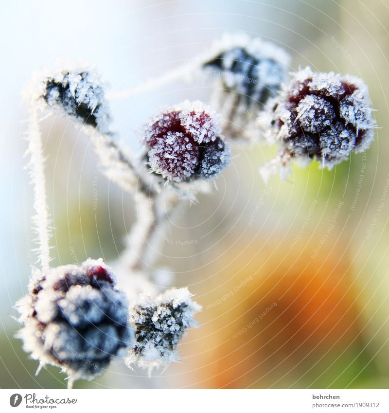 brombeersorbet Natur Pflanze Herbst Winter Eis Frost Schnee Sträucher Frucht Brombeeren Garten frieren schön kalt erfrieren Vergänglichkeit Spinnennetz