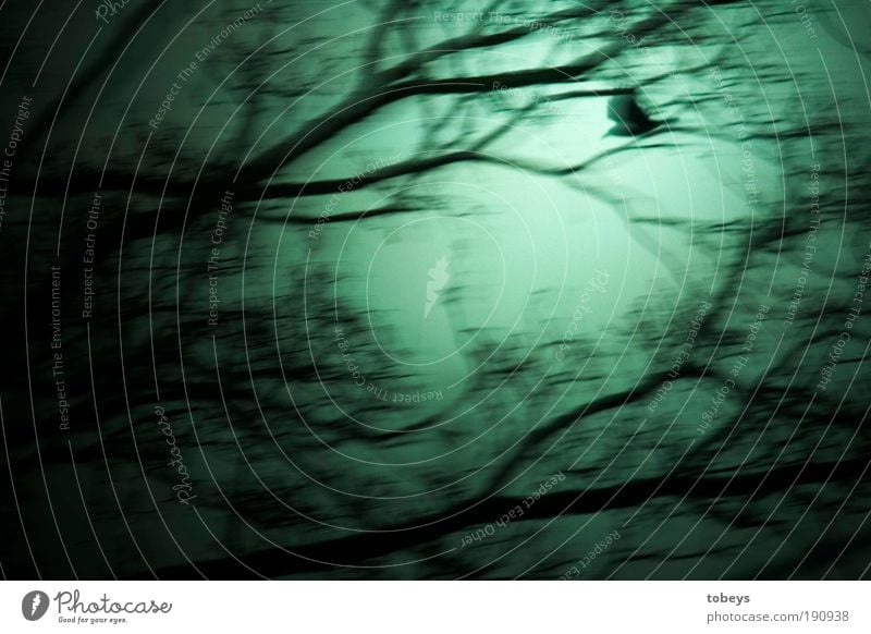 Weiser Wanderer Baum fliegen Rabenvögel Vogel dunkel geheimnisvoll Zauberwald gehen mystisch bedrohlich Angst Panik Einsamkeit träumen Experiment Nacht Schatten