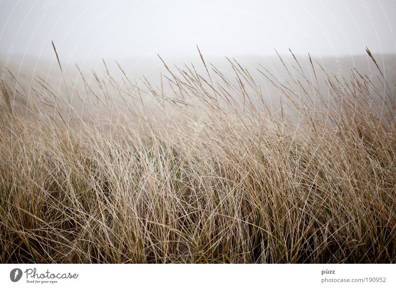 Dünengras Natur Landschaft Pflanze Nebel Gras Küste natürlich trist trocken gelb Sylt Farbfoto Gedeckte Farben Außenaufnahme Textfreiraum oben