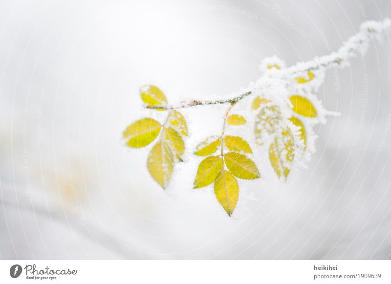 frozen Natur Pflanze Tier Winter Eis Frost Schnee Blatt Garten Park frieren gelb gold grau grün weiß Einsamkeit Vergänglichkeit Ast Zweige u. Äste Baum Herbst