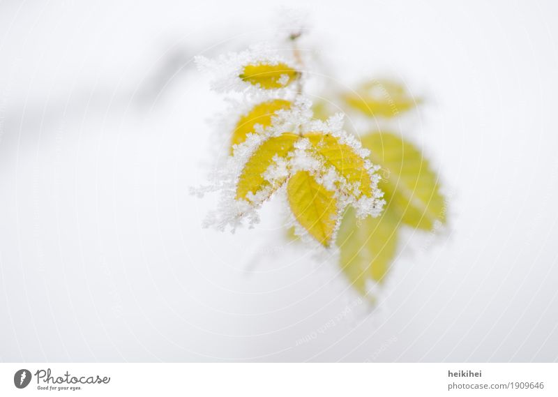 frozen Umwelt Natur Pflanze Winter Eis Frost Schnee Blatt Grünpflanze Garten Coolness kalt natürlich gelb grau grün weiß schön Farbfoto Außenaufnahme