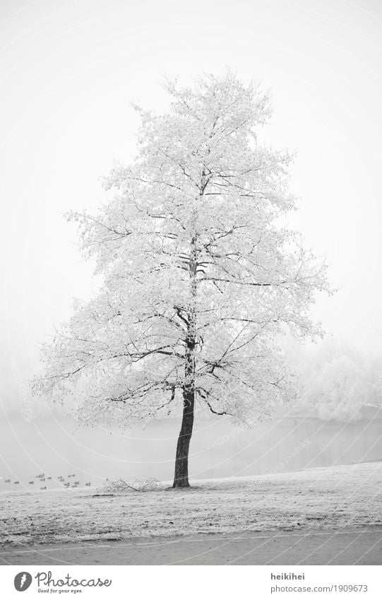 Winterwonderland Umwelt Natur Landschaft Pflanze Erde Wasser Himmel Horizont Nebel Eis Frost Schnee Baum Garten Park Wiese Küste Coolness kalt braun grau
