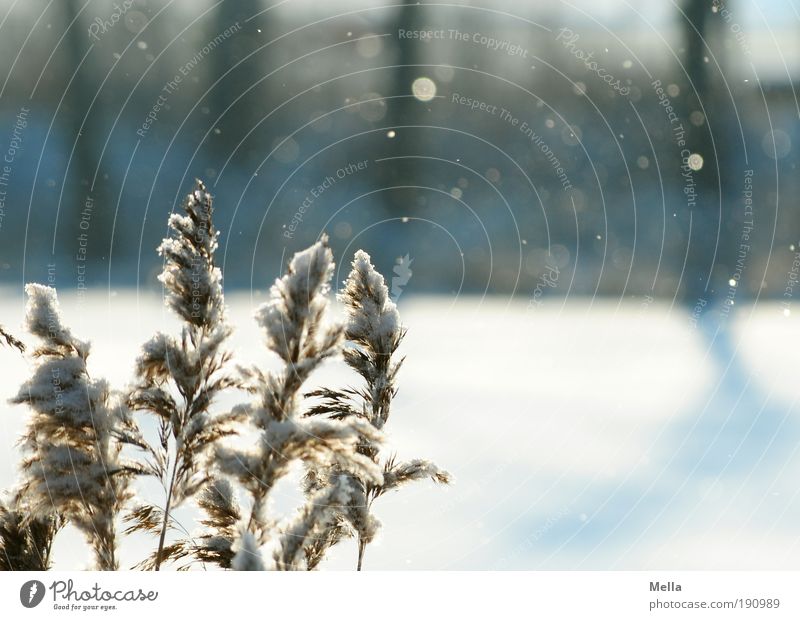 Es schneit Umwelt Natur Landschaft Pflanze Luft Winter Klima Klimawandel Wetter Eis Frost Schnee Schneefall Gras Seeufer kalt ruhig Idylle Schneeflocke Farbfoto