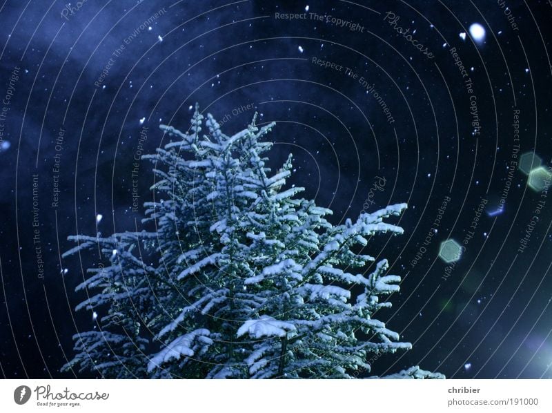 Schneewinter Winter Wetter Nebel Eis Frost Schneefall Baum Tanne Weihnachtsbaum Wald blau weiß Vorfreude schön ruhig Erwartung Wasserdampf Schneeflocke fallen 1