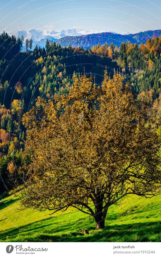 Weitblick im Herbst Umwelt Landschaft Pflanze Luft Himmel Wolkenloser Himmel Baum Hügel Alpen Berge u. Gebirge Schneebedeckte Gipfel ästhetisch blau mehrfarbig