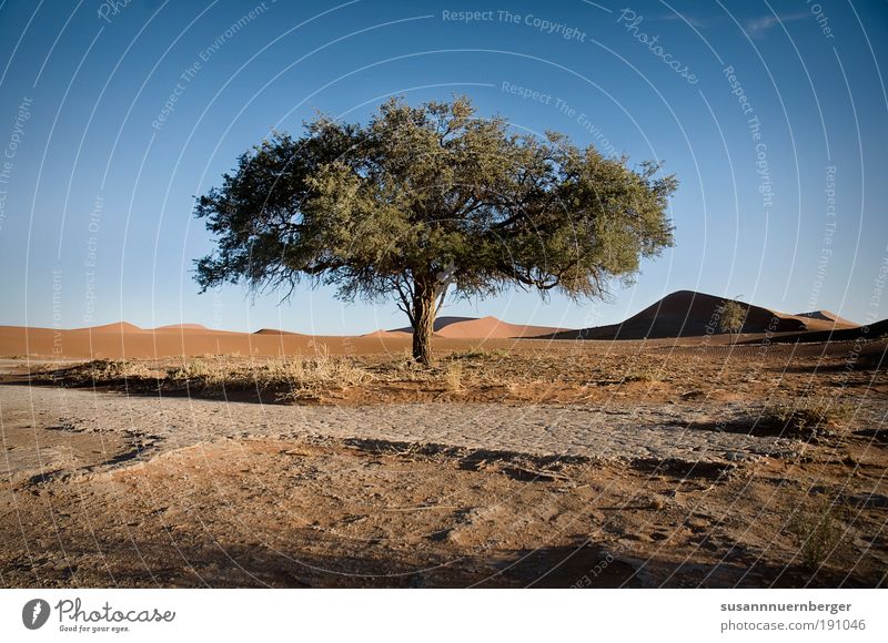 living desert Umwelt Natur Landschaft Pflanze Urelemente Sand Wolkenloser Himmel Sommer Wärme Baum Wüste Namibia Zufriedenheit Farbfoto Außenaufnahme